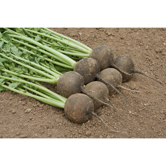 RADISH; Winter Radish Round Black Spanish